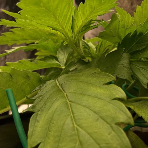 White Trash Widow growlog timeline photo