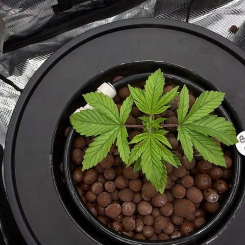 Big Blue growlog timeline photo