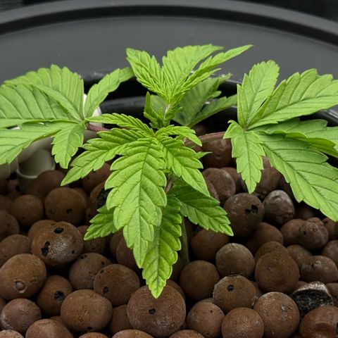 Big Blue growlog timeline photo
