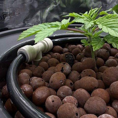 Big Blue growlog timeline photo