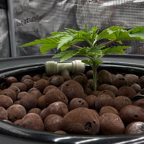 Big Blue growlog timeline photo