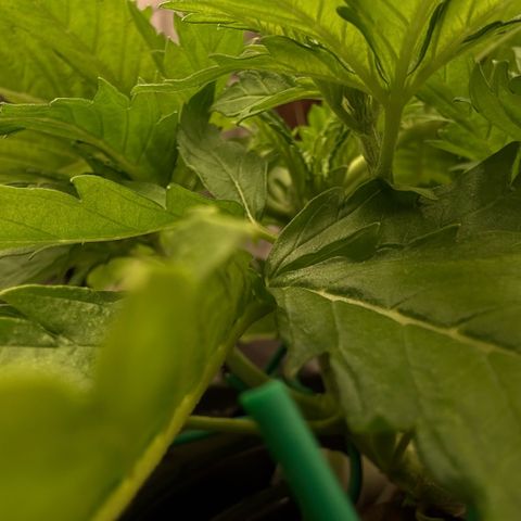 White Trash Widow growlog timeline photo