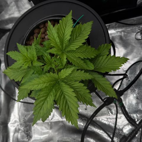 White Trash Widow growlog timeline photo