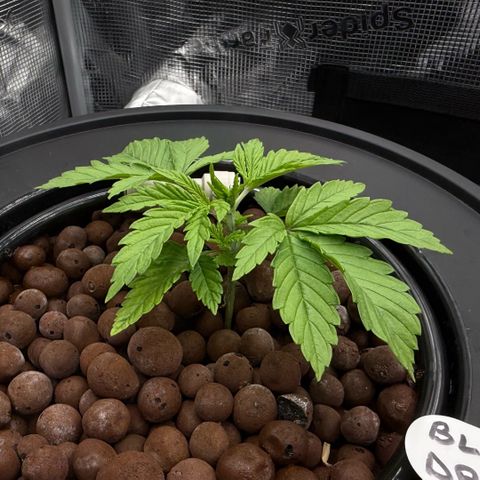 Big Blue growlog timeline photo
