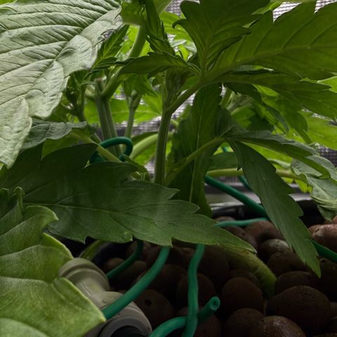 White Trash Widow growlog timeline photo