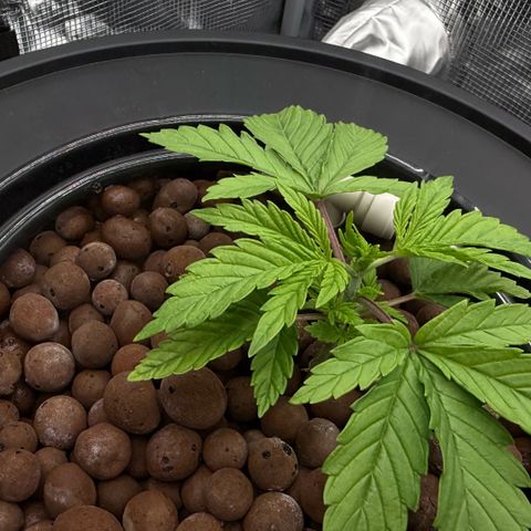 Big Blue growlog timeline photo