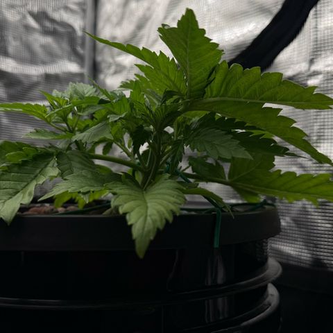 White Trash Widow growlog timeline photo
