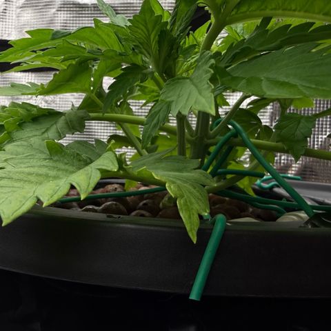White Trash Widow growlog timeline photo