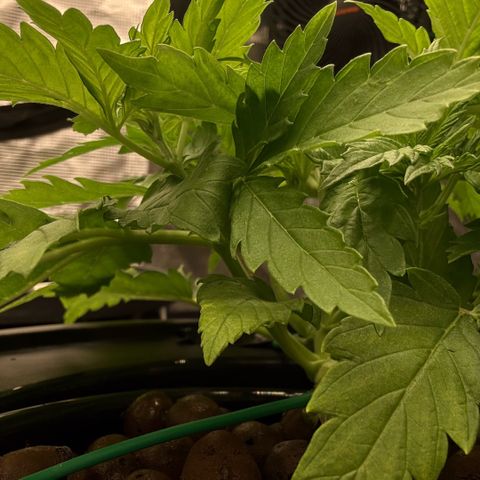 White Trash Widow growlog timeline photo