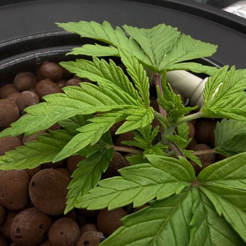 Big Blue growlog timeline photo