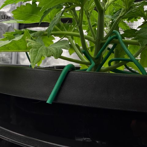 White Trash Widow growlog timeline photo