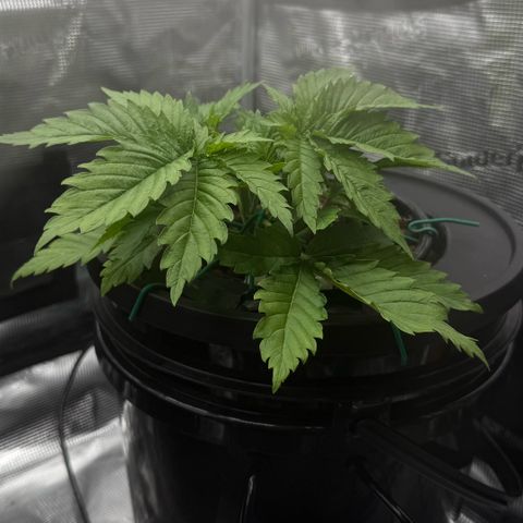 White Trash Widow growlog timeline photo