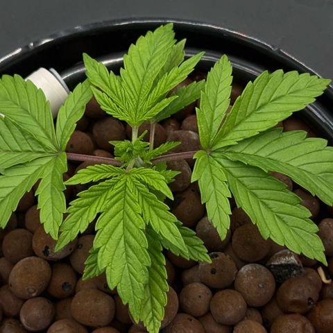 Big Blue growlog timeline photo