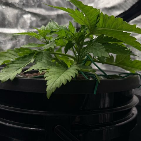 White Trash Widow growlog timeline photo