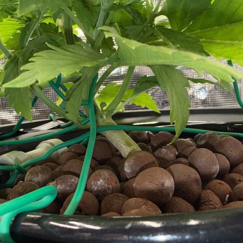White Trash Widow growlog timeline photo