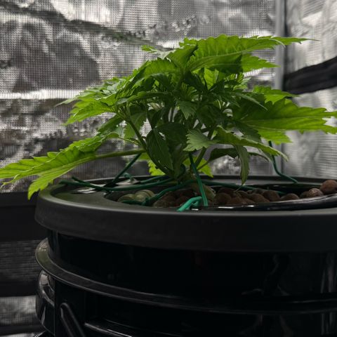 White Trash Widow growlog timeline photo