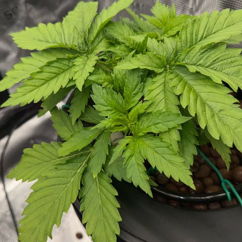 White Trash Widow growlog timeline photo