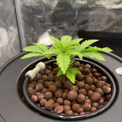 Big Blue growlog timeline photo