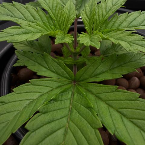 Big Blue growlog timeline photo