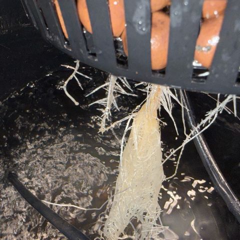 Big Blue growlog timeline photo