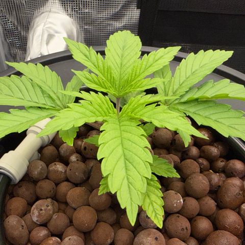 Big Blue growlog timeline photo