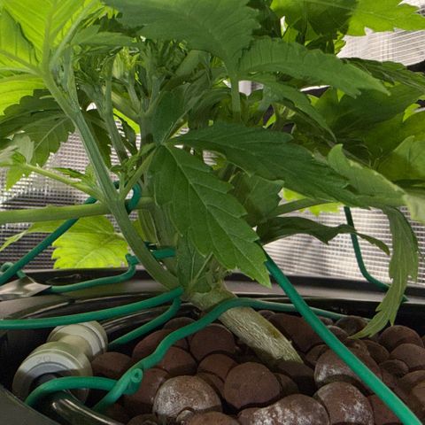 White Trash Widow growlog timeline photo