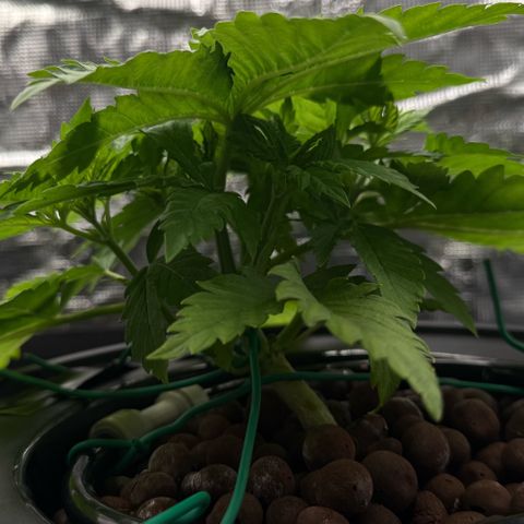 White Trash Widow growlog timeline photo