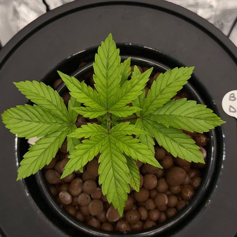 Big Blue growlog timeline photo