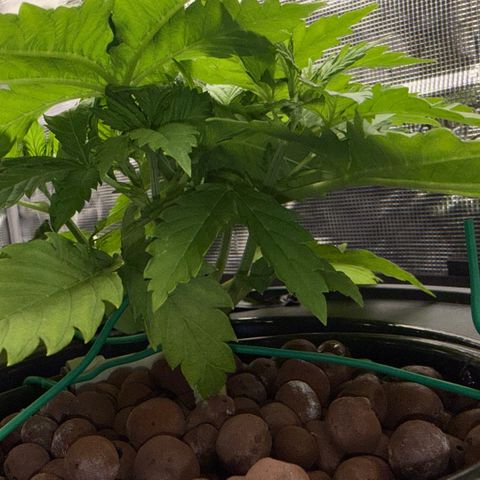White Trash Widow growlog timeline photo