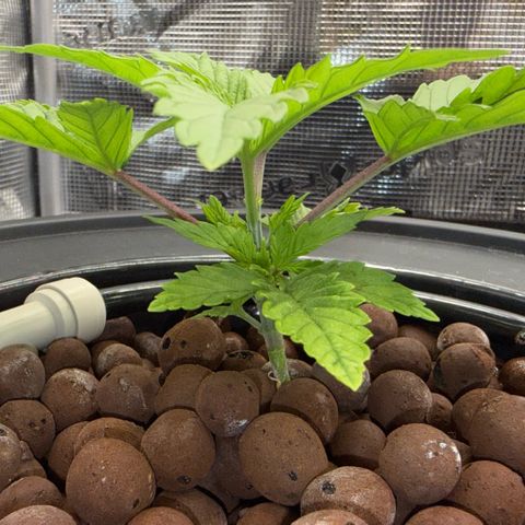 Big Blue growlog timeline photo