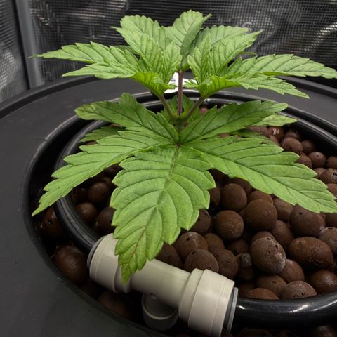 Big Blue growlog timeline photo