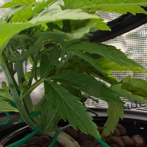 White Trash Widow growlog timeline photo