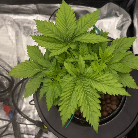 White Trash Widow growlog timeline photo