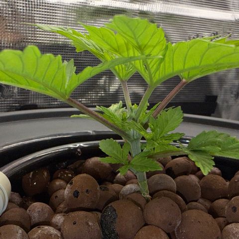 Big Blue growlog timeline photo