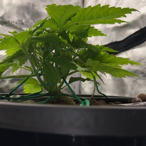 White Trash Widow growlog timeline photo