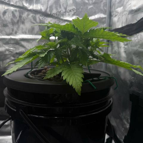 White Trash Widow growlog timeline photo