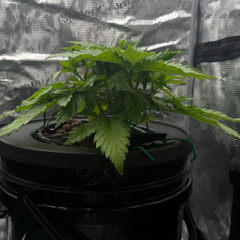 White Trash Widow growlog timeline photo