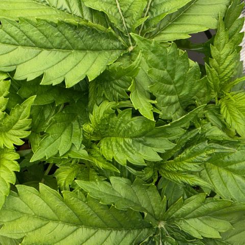 White Trash Widow growlog timeline photo