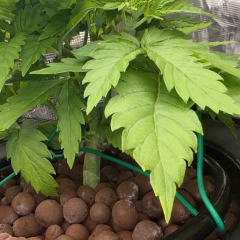 White Trash Widow growlog timeline photo