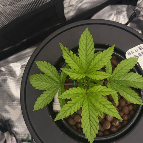 Big Blue growlog timeline photo