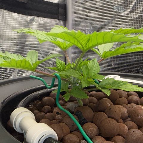 Big Blue growlog timeline photo
