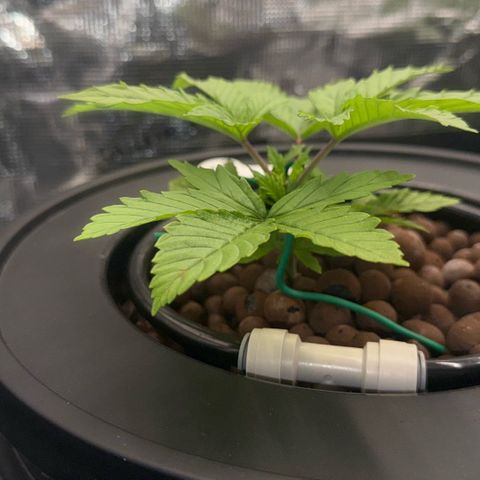 Big Blue growlog timeline photo
