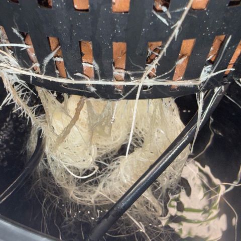 White Trash Widow growlog timeline photo