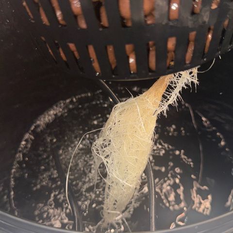 Big Blue growlog timeline photo