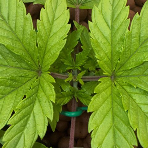 Big Blue growlog timeline photo