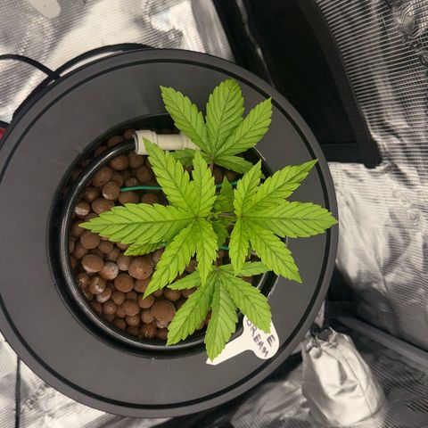 Big Blue growlog timeline photo