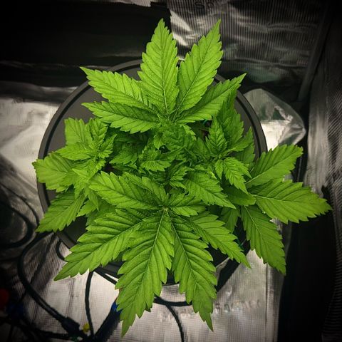 White Trash Widow growlog timeline photo