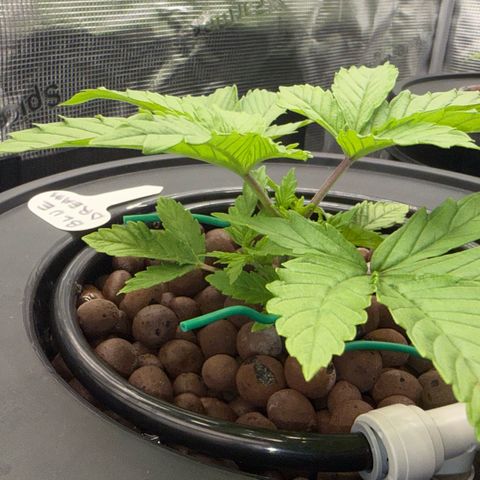 Big Blue growlog timeline photo