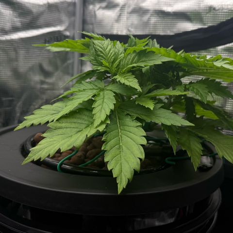 White Trash Widow growlog timeline photo