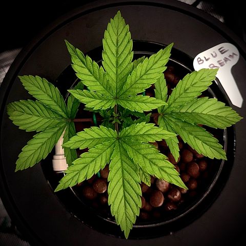 Big Blue growlog timeline photo